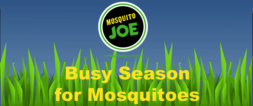 Busy Season For Mosquitoes