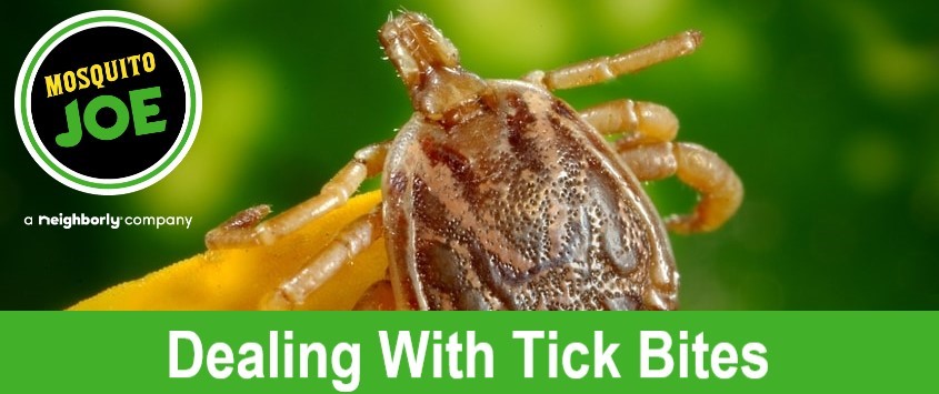 Dealing with Tick Bites