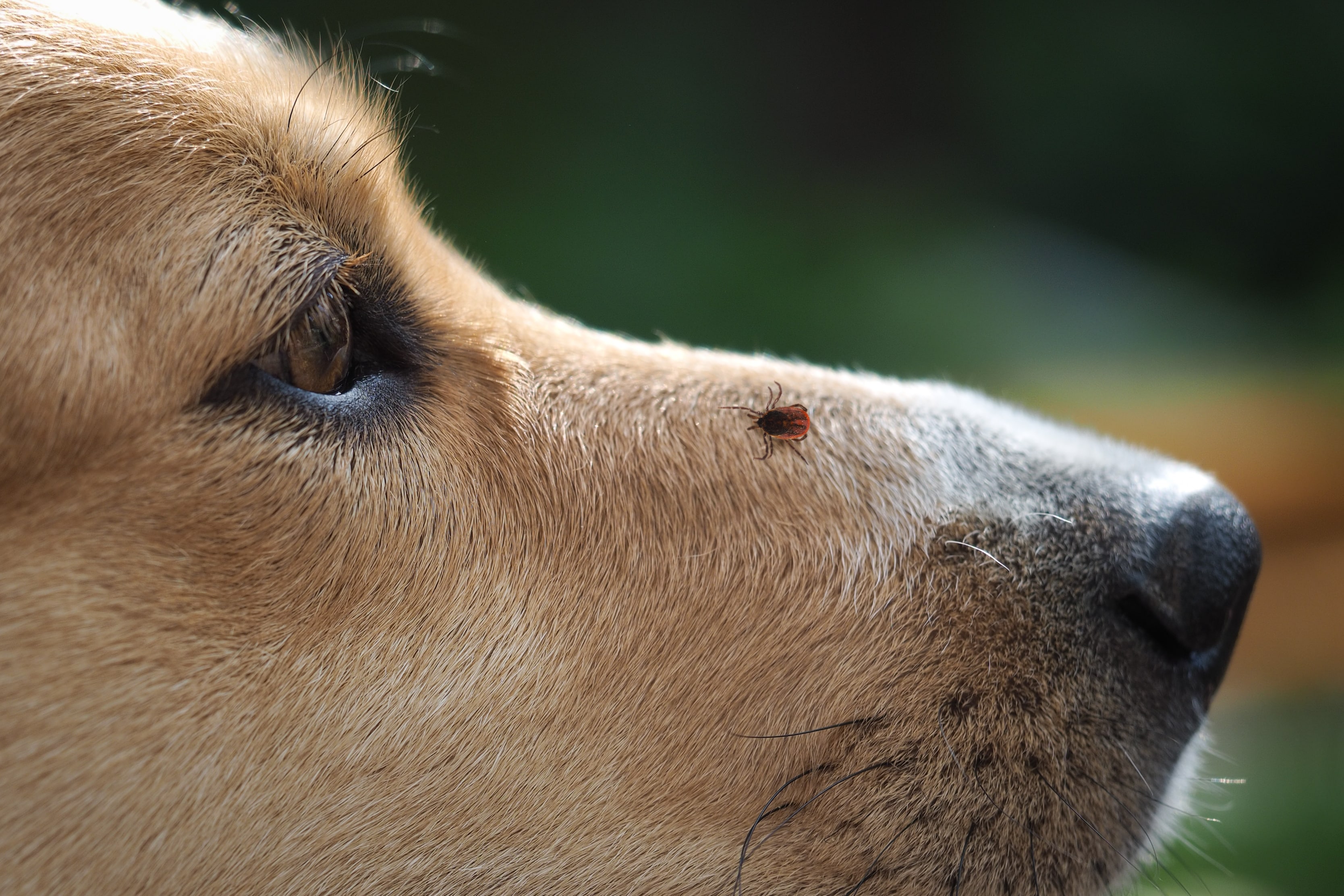 a close-up of a tick resting on the face of a brown dog