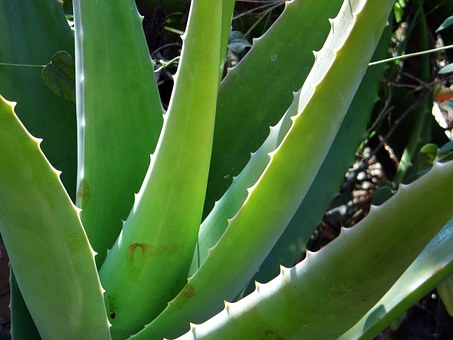 Growing aloe plant protected by the services of Mosquito Joe of Gold Coast CT