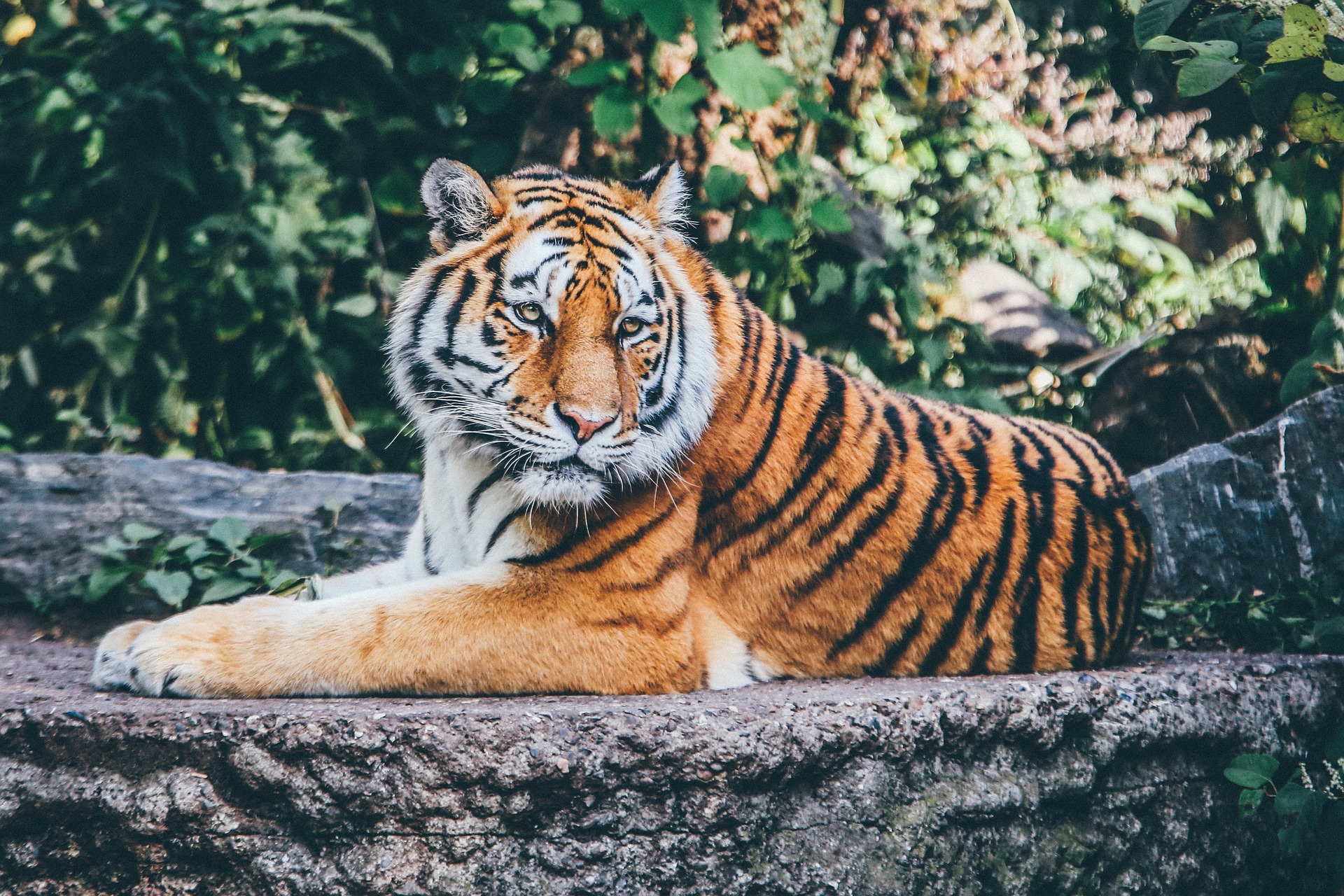 Orange tiger sitting on a rock.