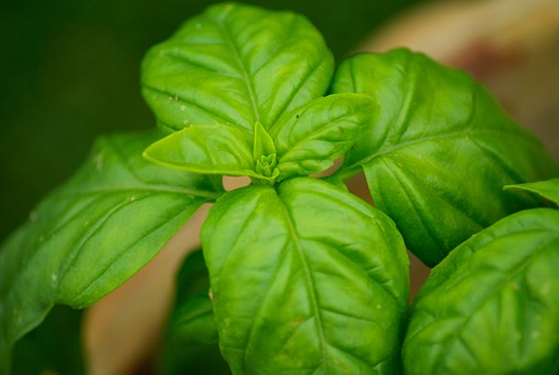 Growing basil plant protected by Mosquito Joe of Gold Coast CT