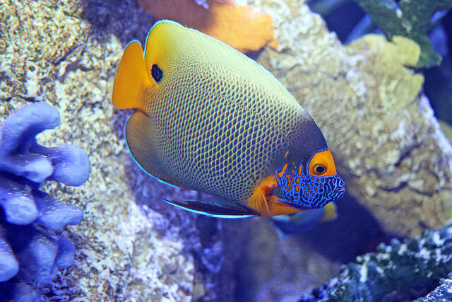 Beautiful yellow and blue fish, with a stripped body.
