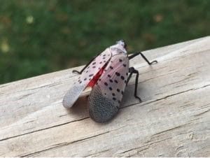 close up image of spotted lanternfly on wooden table