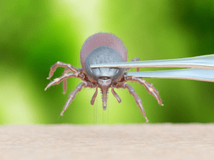 Tick being removed with a pair of tweezers.