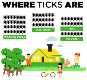 Infographic showing where ticks area. They are in wooded areas, tall grass, on pets, and indoors!